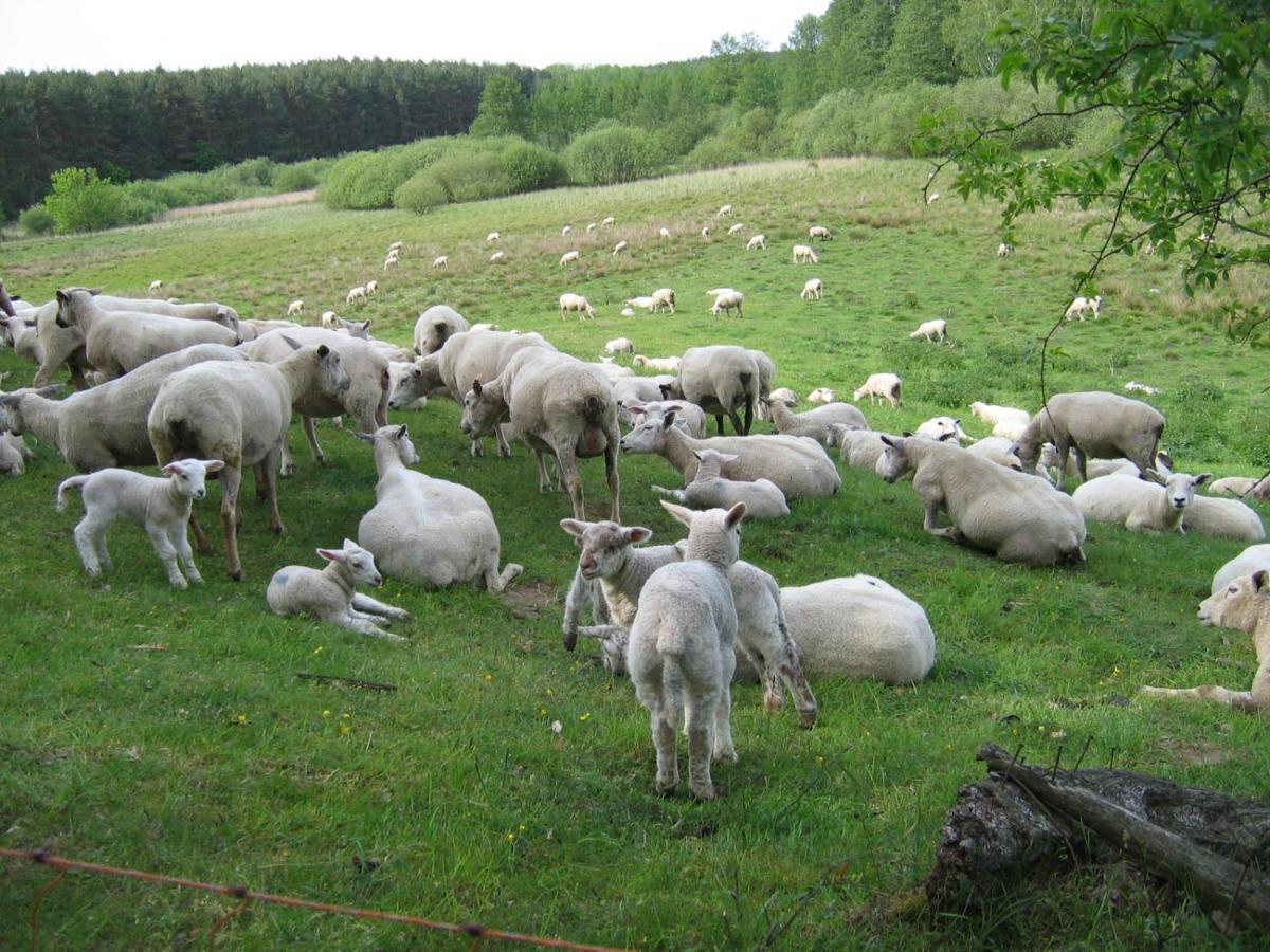 Kleine Auszeit - Natur Und Erholung In Mecklenburg Reimershagen エクステリア 写真