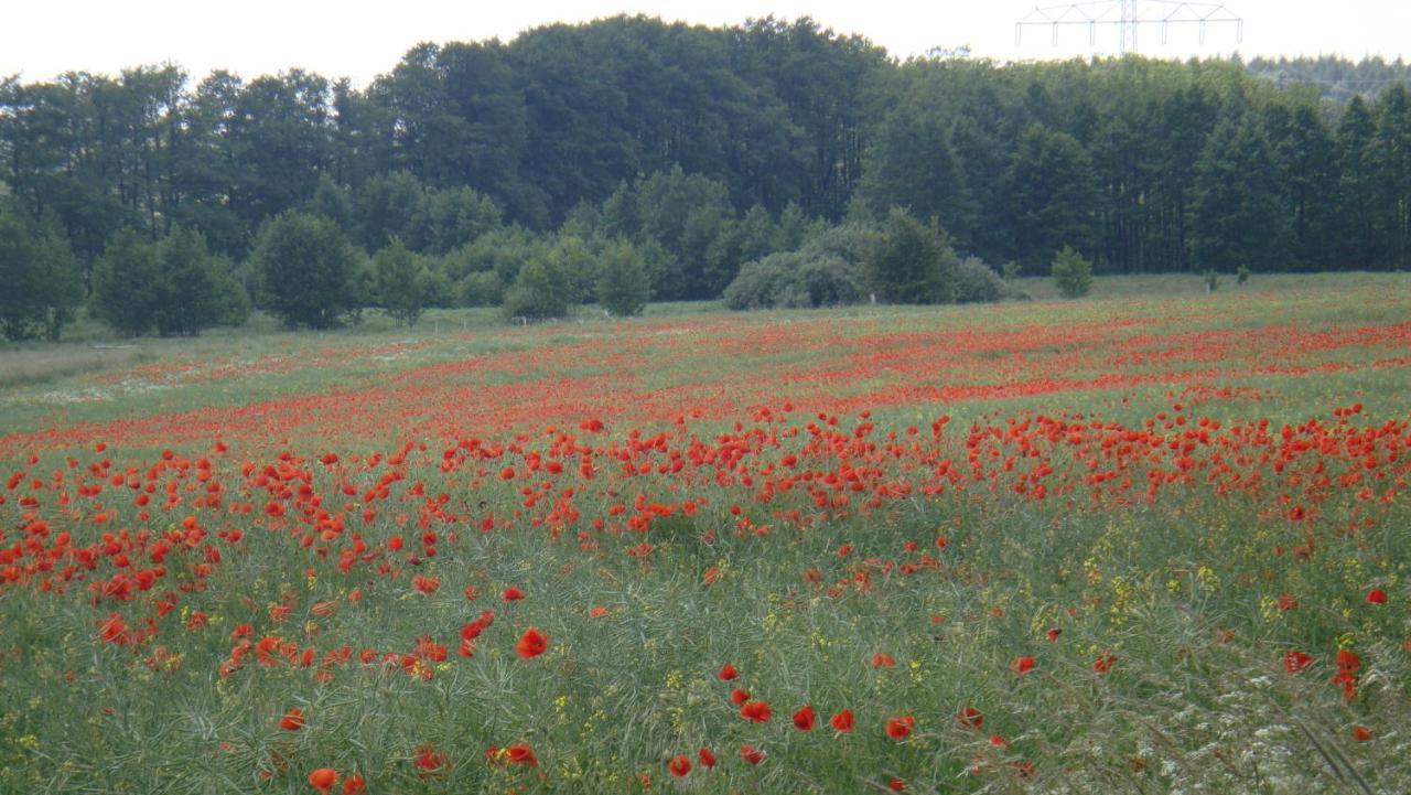Kleine Auszeit - Natur Und Erholung In Mecklenburg Reimershagen エクステリア 写真